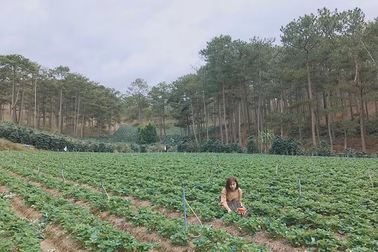 Tham quan và trở thành người nông dân thu hoạch dâu tây là một trải nghiệm lý thú mà nếu như du khách nào đến Đà Lạt mà không ghé thăm thì xem như đã bỏ mất điều thi vị tuyệt vời mà không có điểm đến nào có thể bù đắp lại.