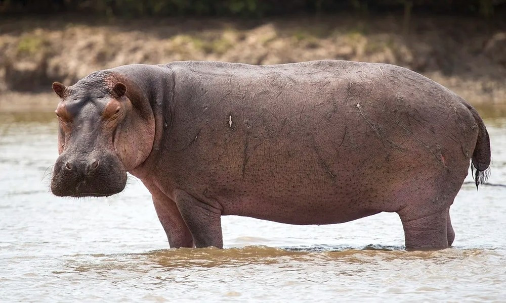 Hà mã có cân nặng là 401 kg, chúng ngâm mình trong nước hầu hết thời gian để làm mát cơ thể nặng nề của mình.