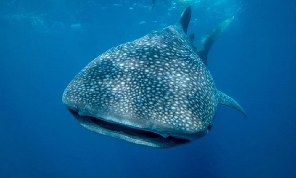 Cá mập voi có cân nặng "khủng" nhất chỉ sau cá voi xanh. Đây là một trong những loài cá lớn nhất trong vùng biển với chiều dài cơ thể có thể lên tới 12 mét và trọng lượng lên đến 18.143 kg.