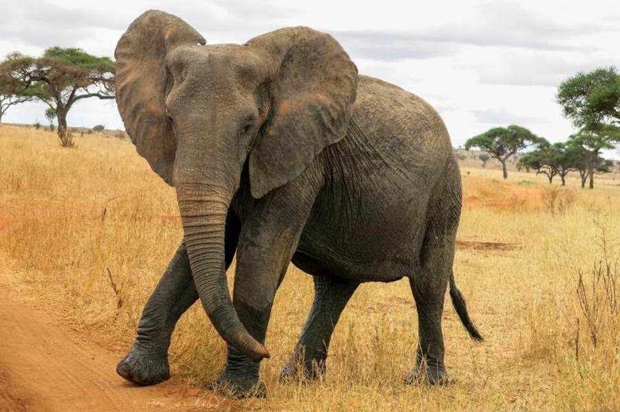 Voi châu Phi loài động vật sống trên mặt đất nặng nhất thế giới khi mà cân nặng cơ thể của chúng có thể lên tới 6.350 kg.