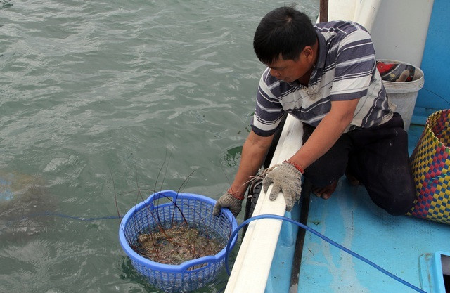 Su that ve gia tom hum o Phu Yen chi 200.000 dong/kg-Hinh-3