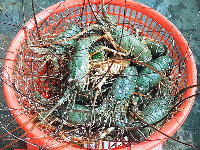 Su that ve gia tom hum o Phu Yen chi 200.000 dong/kg-Hinh-2