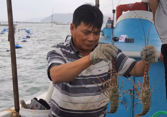 Su that ve gia tom hum o Phu Yen chi 200.000 dong/kg-Hinh-4