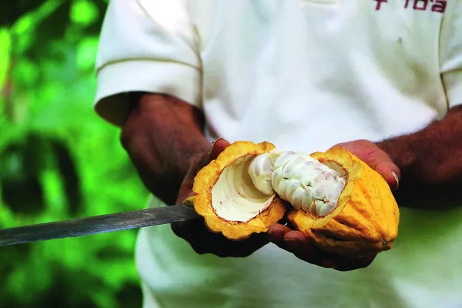 Quy trình sản xuất chocolate đắt giá nhất thế giới như thế nào? - Hình 2 Quy trinh san xuat chocolate dat gia nhat the gioi nhu the nao?-Hinh-2