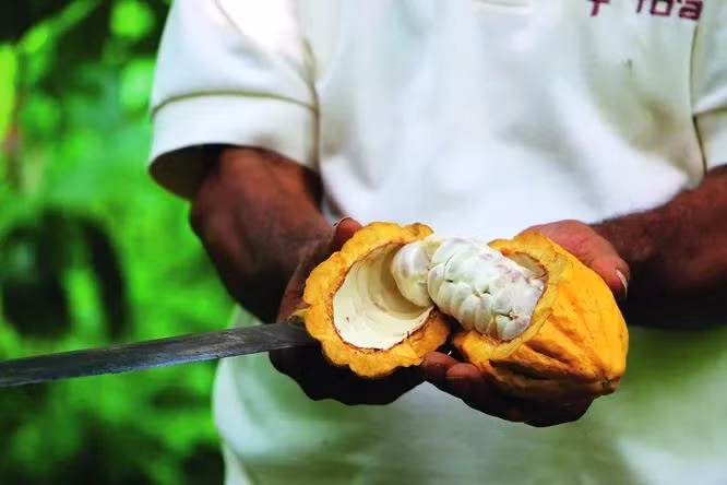 Quy trinh san xuat chocolate dat gia nhat the gioi nhu the nao?-Hinh-2