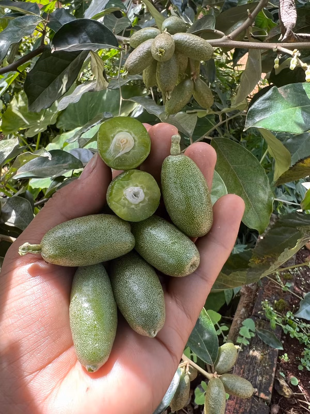 Nhot xanh dat nhu ” tom tuoi”, ban hon nua trieu dong/kg