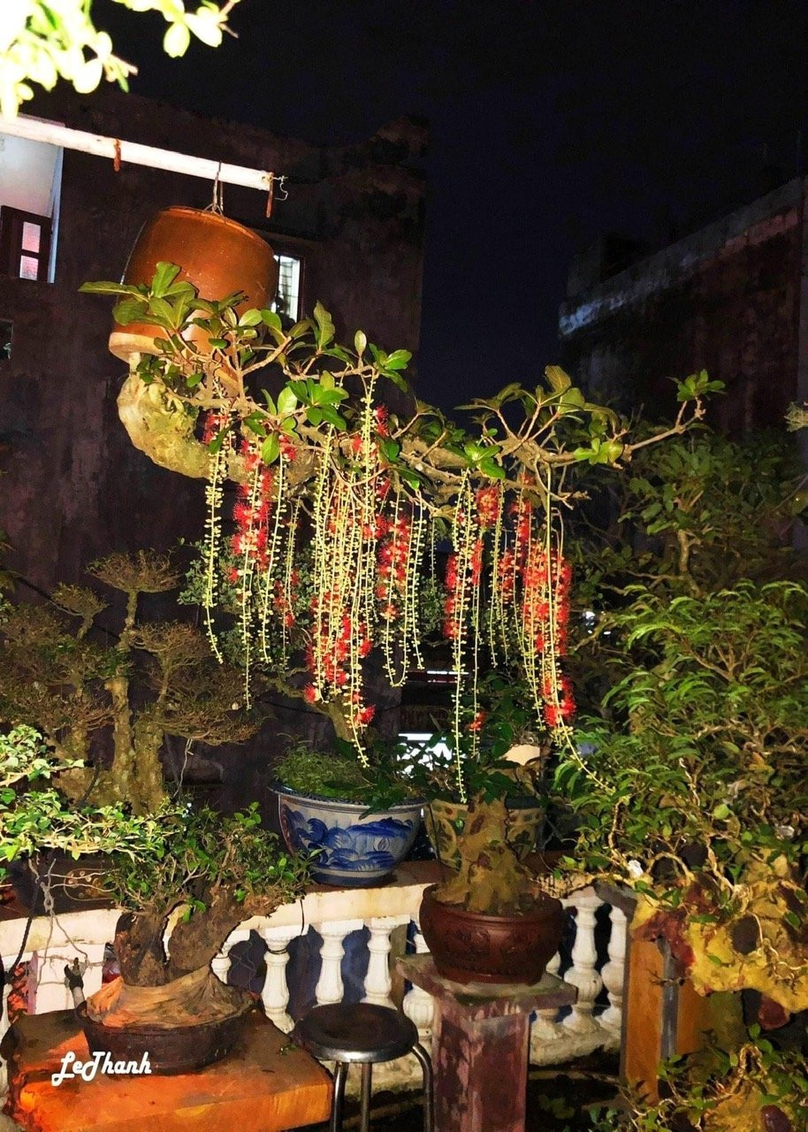 Vườn bonsai ngược phủ xanh căn nhà cựu cán bộ ngân hàng - Hình 2 Vuon bonsai nguoc phu xanh can nha cuu can bo ngan hang-Hinh-2