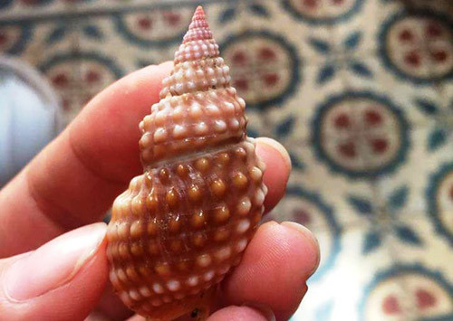 An chua het 2 con oc bien la, co giao tre tu vong