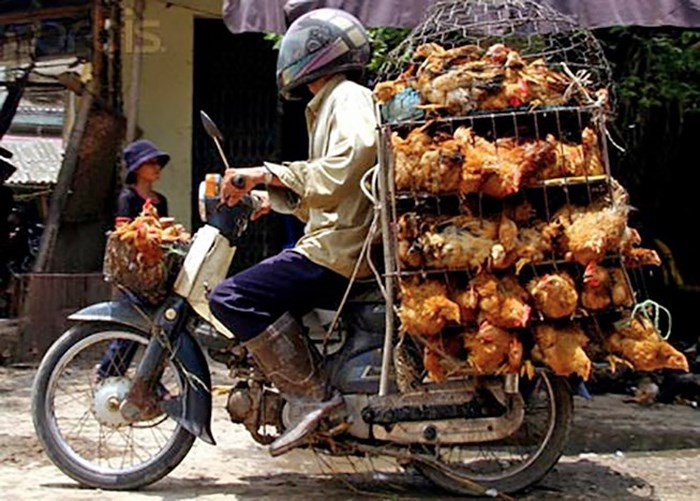 Nam thanh niên chở gà giữa khuya về sáng bất ngờ gặp “ma kiểm dịch”. Ảnh minh họa