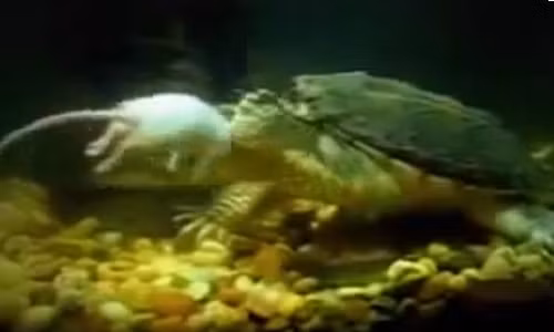 Tan muc canh rua san chuot ngoan muc