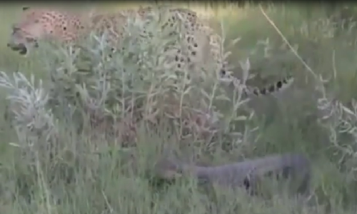 Kỳ đà tấn công dồn dập báo đốm bằng đuôi Ky da tan cong don dap bao dom bang duoi