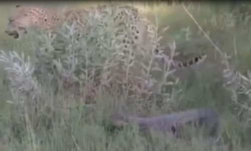 Ky da tan cong don dap bao dom bang duoi