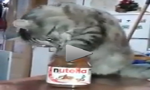 Chu meo ''an vung'' ba dao nhat qua dat