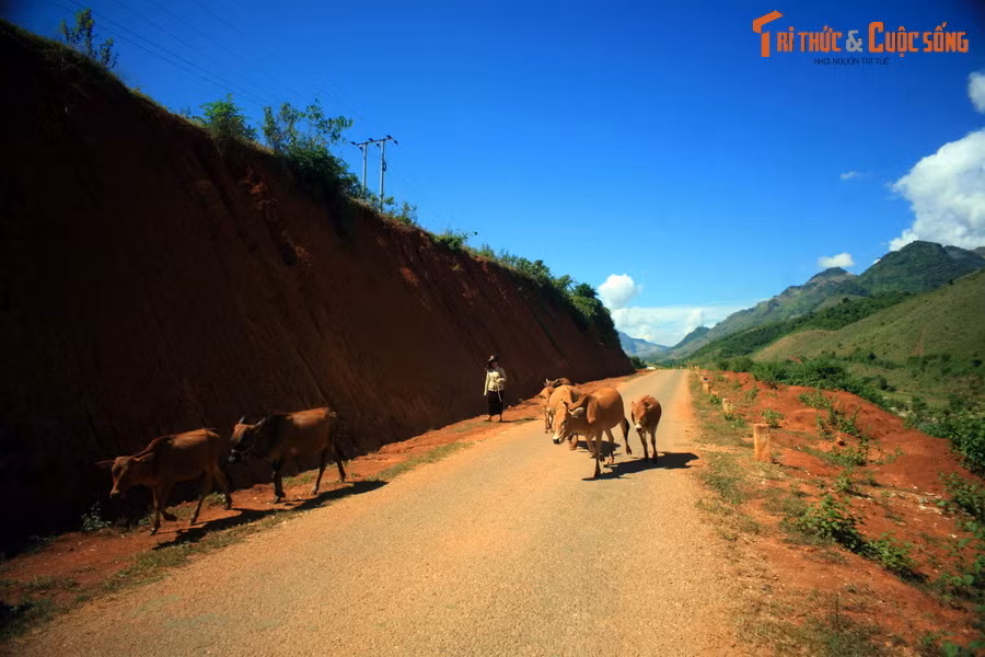 Nhiều hoạt động đời thường của người dân địa phương diễn ra trên đường tỉnh 115.