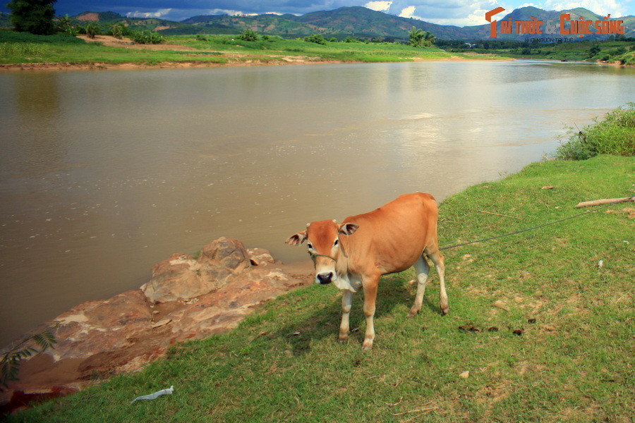 Tuyệt vọng, chàng và nàng hẹn nhau vào một đêm trăng sáng cùng ra bờ sông phía làng mình đâm dao tự sát rồi nhào xuống sông để cùng trôi về nơi không còn thù hận.