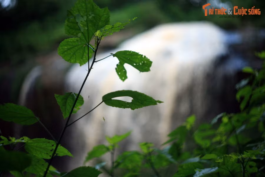 Ngày nay, thác Prenn và khu vực phụ cận đã được quy hoạch thành khu du lịch có quy mô tầm cỡ của Đà Lạt. Ngoài việc tham quan thác, du khách còn có thể tham gia nhiều hoạt động như bơi thuyền, bắn cung, cưỡi đà điểu, khám phá hệ thống đền thờ gồm đền Thượng, đền Trung và đền Hạ...