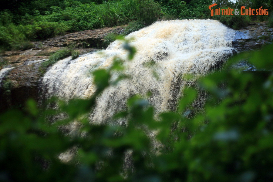 Prềnh / cà đắng là tên một loài cây bản địa mà ngày nay vẫn mọc hoang nhiều ở khu vực thượng nguồn của thác Prenn cũng như nhiều vùng khác trên toàn Tây Nguyên.