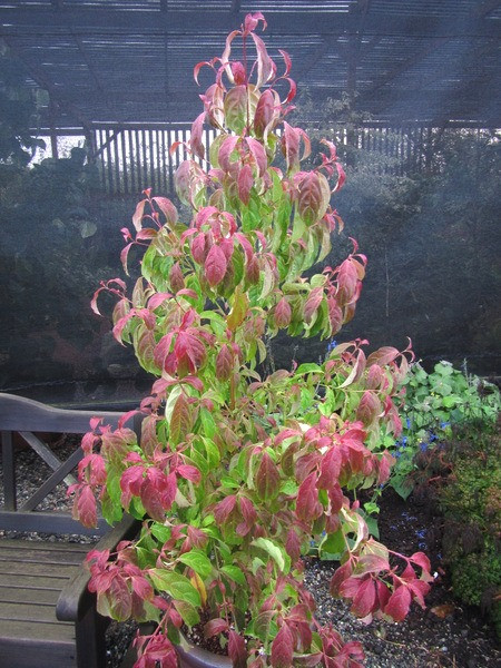  Giác mộc (Cornus hongkongensis). Nguồn gốc: Việt Nam, Lào, Trung Quốc. Thuộc họ: Sơn thù du (Cornaceae). Giá bán: 25 USD / chậu.