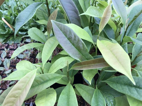  Magnolia foveolata. Nguồn gốc: Miền Bắc Việt Nam. Thuộc họ: Mộc lan (Magnoliaceae). Giá bán: 40 USD / chậu.