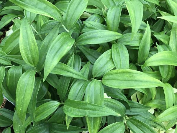  Disporopsis pernyi. Nguồn gốc: Việt Nam và Trung Quốc. Thuộc họ: Măng tây (Asparagaceae). Giá bán: 18 USD / chậu.