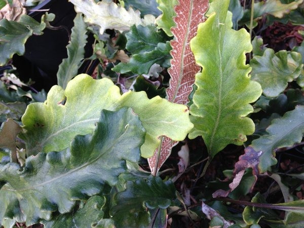  Thạch vi (Pyrrosia lingua). Nguồn gốc: Khu vực Đông Á, gồm Việt Nam. Thuộc họ: Dương xỉ (Polypodiaceae). Giá bán: USD / chậu.