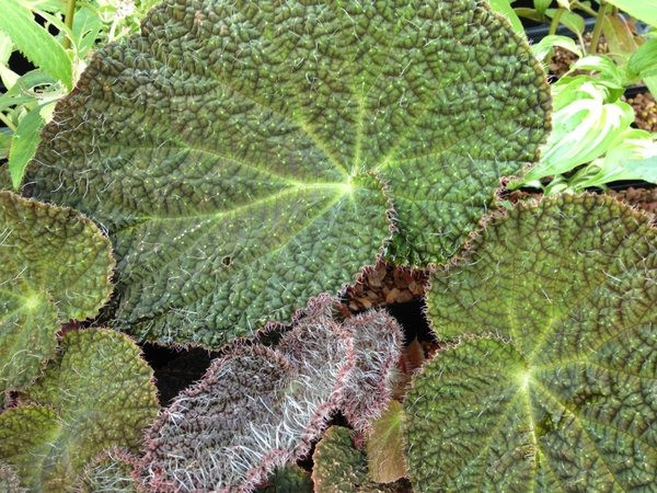  Begonia sizemoreae. Nguồn gốc: Việt Nam. Thuộc họ: Thu hải đưởng (Begoniaceae). Giá bán: 16 USD / chậu.