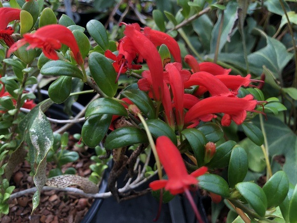  Aeschynanthus buxifolius. Nguồn gốc: Núi Ngũ Chỉ Sơn, tỉnh Lai Châu và Lào Cai, Việt Nam. Thuộc họ: Thượng tiễn (Gesneriaceae). Giá bán: 20 USD / chậu. Ảnh: Far Reaches Farm.