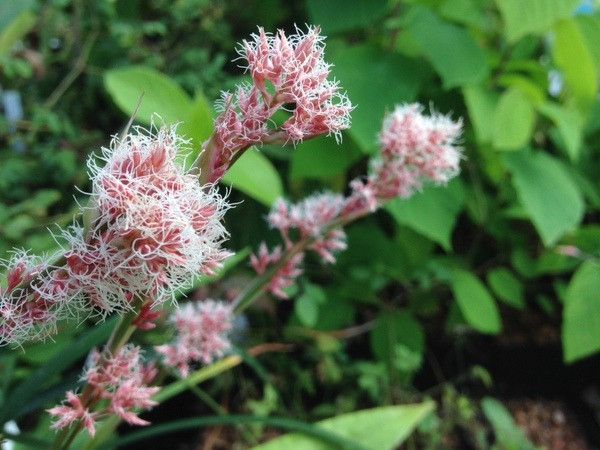  Kiết trục (Carex scaposa). Nguồn gốc: Việt Nam và Trung Quốc. Thuộc họ: Cyperaceae (Cói). Giá bán: 24 USD / chậu.