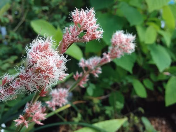  Kiết trục (Carex scaposa). Nguồn gốc: Việt Nam và Trung Quốc. Thuộc họ: Cyperaceae (Cói). Giá bán: 24 USD / chậu.