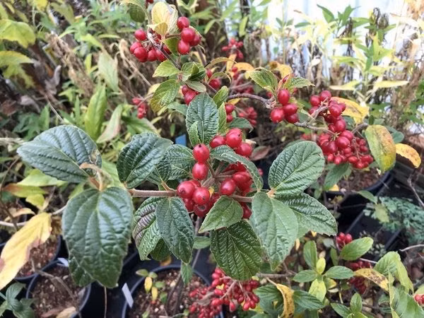  Viburnum hoanglienense. Nguồn gốc: Dãy núi Hoàng Liên Sơn, Việt Nam. Thuộc họ: Ngũ phúc hoa (Adoxaceae). Giá bán: 18 USD / chậu.