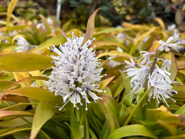  Chi Ypsilandra. Nguồn gốc: Việt Nam. Thuộc họ: Hắc dược hoa (Melanthiaceae). Giá bán: 20 USD / chậu.