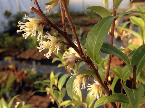  Sarcococca bleddynii. Nguồn gốc: Dãy núi Hoàng Liên Sơn, Việt Nam. Thuộc họ: Hoàng dương (Buxaceae). Giá bán: 25 USD / chậu.