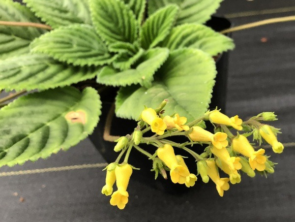  Oreocharis aurea. Nguồn gốc: Khu vực biên giới Việt Nam - Trung Quốc. Thuộc họ: Thượng tiễn (Gesneriaceae). Giá bán: 25 USD / chậu.