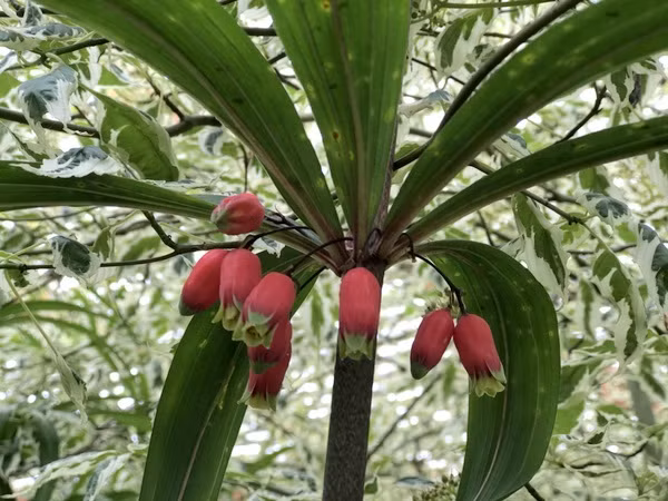  Polygonatum vietnamicum. Nguồn gốc: Việt Nam. Thuộc họ: Măng tây (Asparagaceae). Giá bán: 25 USD / chậu. Ảnh: Far Reaches Farm.