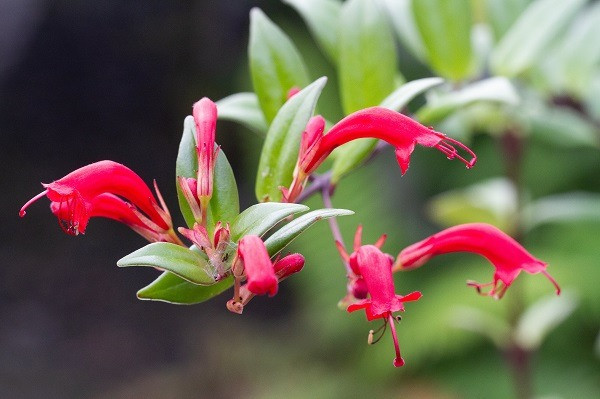  Má đào (chi Aeschynanthus). Nguồn gốc: Việt Nam. Thuộc họ: Thượng tiễn (Gesneriaceae). Giá bán: 22 USD / chậu.