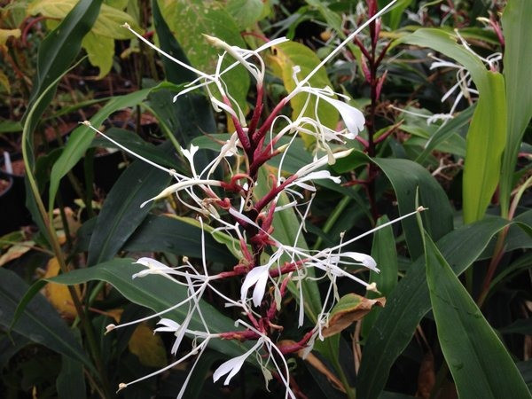  Hedychium villosum. Nguồn gốc: Khu vực Nam Á và Đông Nam Á, gồm Việt Nam. Thuộc họ: Gừng (Zingiberaceae). Giá bán: 28 USD / chậu.