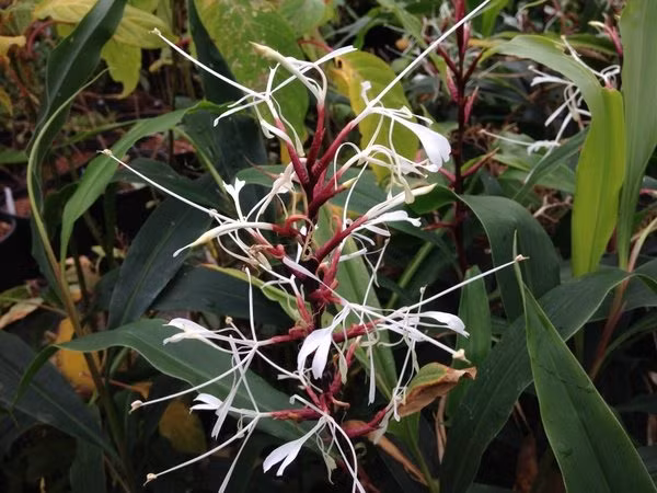  Hedychium villosum. Nguồn gốc: Khu vực Nam Á và Đông Nam Á, gồm Việt Nam. Thuộc họ: Gừng (Zingiberaceae). Giá bán: 28 USD / chậu.