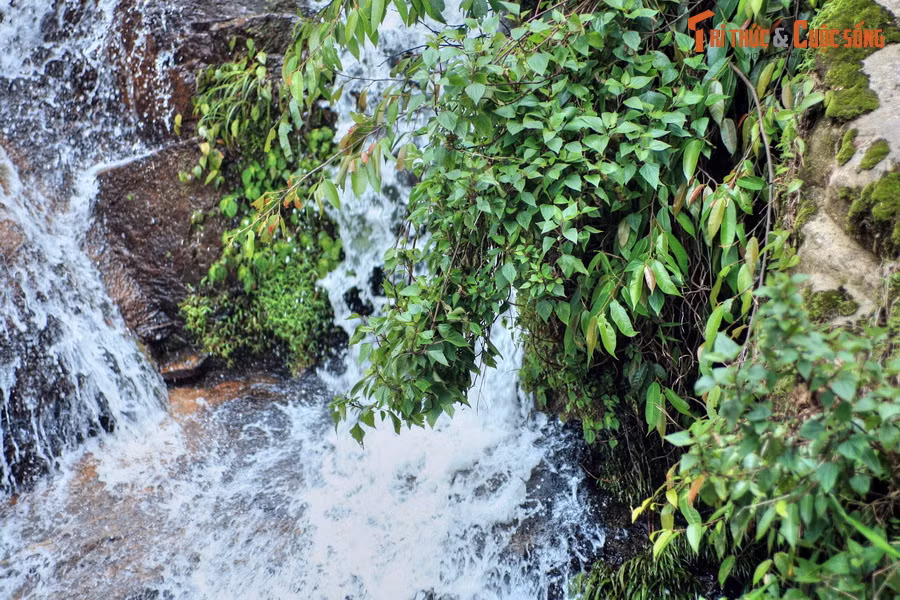 Quanh thác là khu rừng nguyên sinh với thảm thực vật xanh tốt, đa dạng về chủng loài. Gần thác có một trung tâm giống cá hồi sử dụng chính nguồn nước lạnh từ thác, cũng là một điểm tham quan thú vị dành cho du khách.