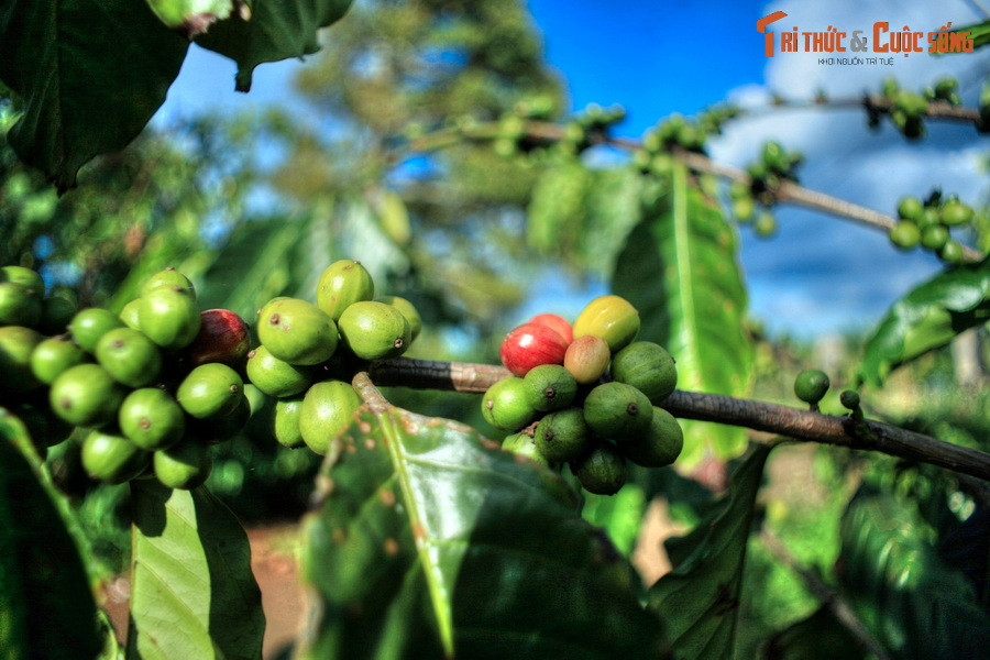 Ngoài chè, các cư dân trong khu vực còn trồng cà phê và hồ tiêu. Vào vụ thu hoạch, các khu vườn này cũng là địa điểm thú vị để khám phá.