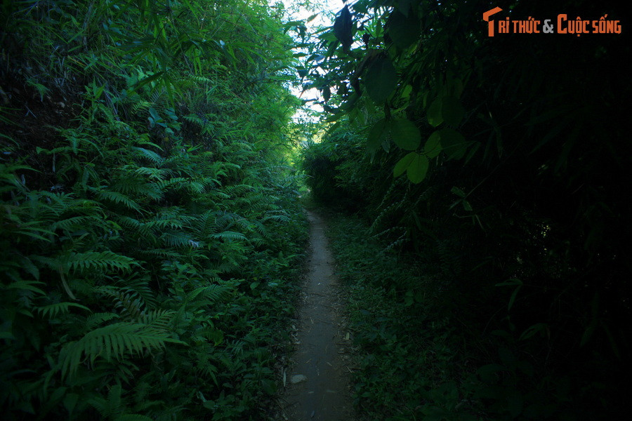 Một đoạn đường xuyên qua rừng rậm.