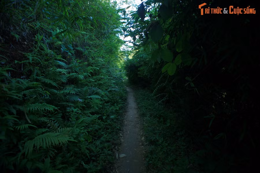 Một đoạn đường xuyên qua rừng rậm.