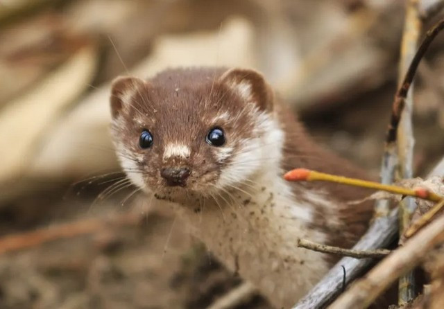 New Zealand chi 7,5 ty de bat mot con chon