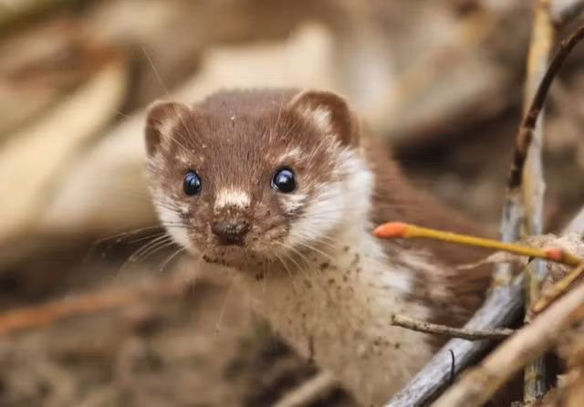 New Zealand chi 7,5 ty de bat mot con chon