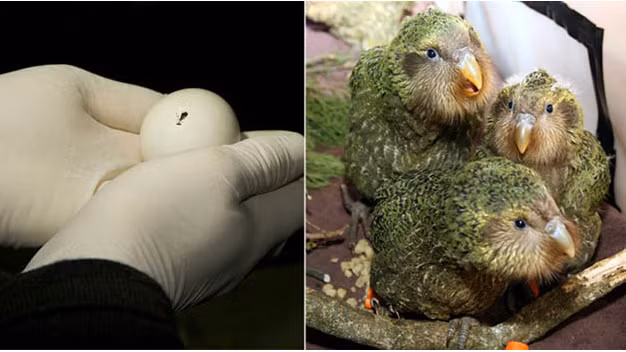 New Zealand chi 7,5 ty de bat mot con chon-Hinh-2