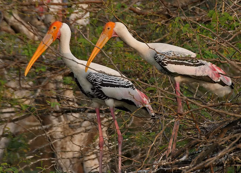 Kham pha chim Giang Sen quy hiem tai Viet Nam-Hinh-9
