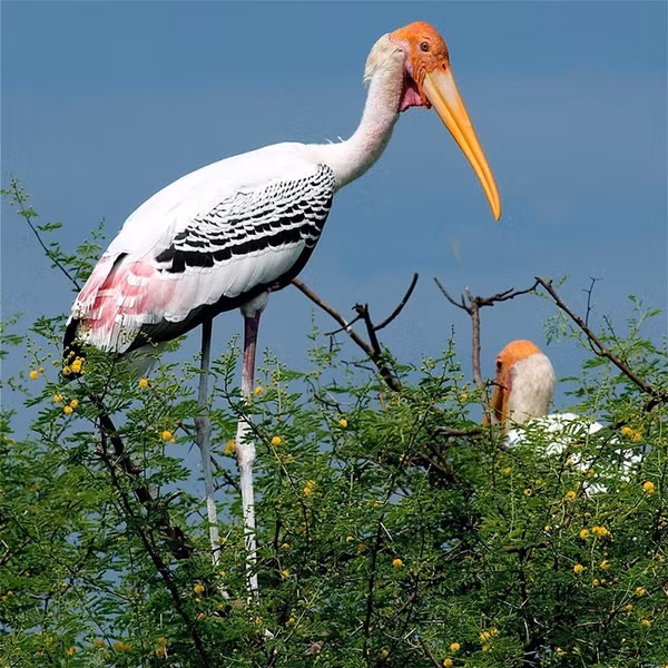 Kham pha chim Giang Sen quy hiem tai Viet Nam-Hinh-2