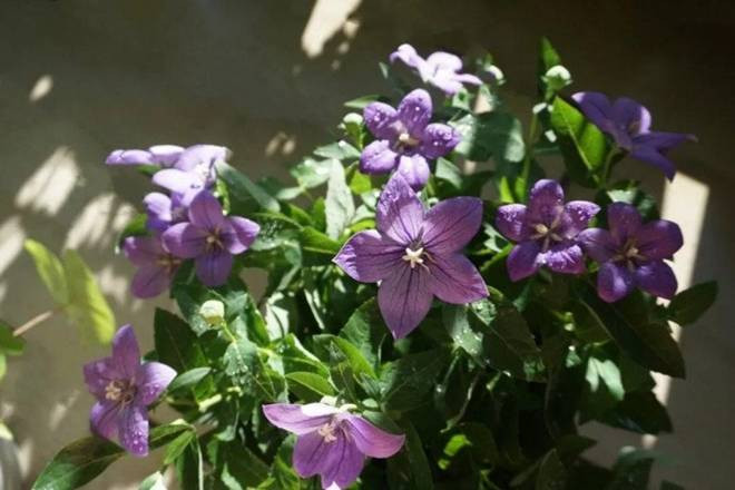 Bien ban cong 12m2 thanh “xu so than tien” noi hoa khoe sac-Hinh-3