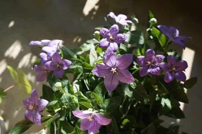 Bien ban cong 12m2 thanh “xu so than tien” noi hoa khoe sac-Hinh-3