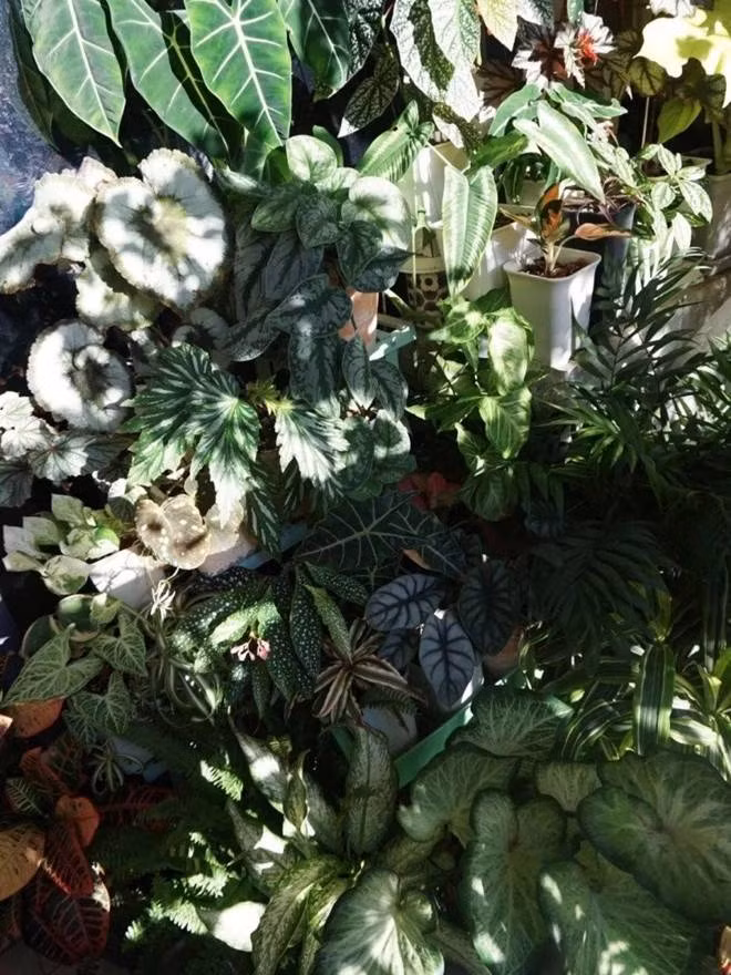 Bien ban cong 12m2 thanh “xu so than tien” noi hoa khoe sac-Hinh-6