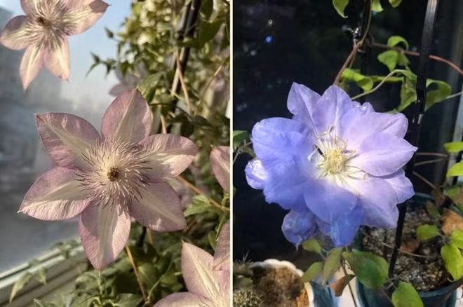 Bien ban cong 12m2 thanh “xu so than tien” noi hoa khoe sac-Hinh-10